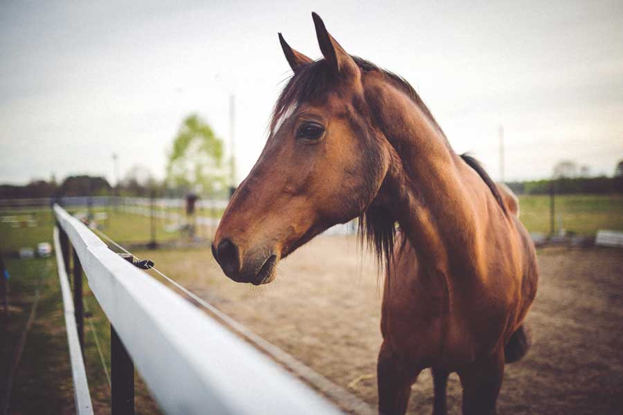 How MagnaGard helps horses that are prone to ulcers