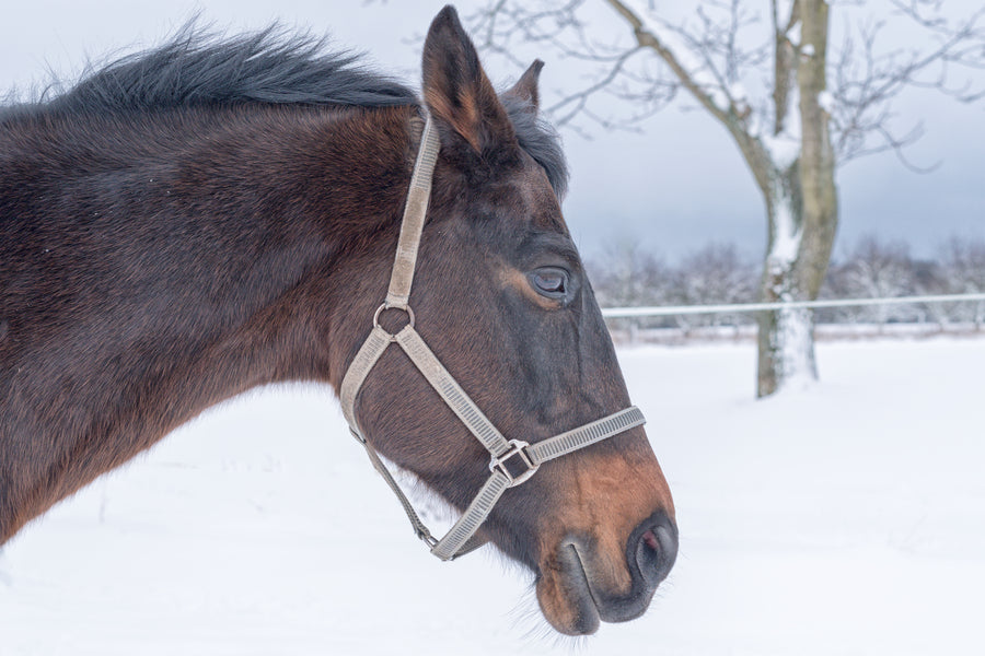 Why do horses colic in the winter?